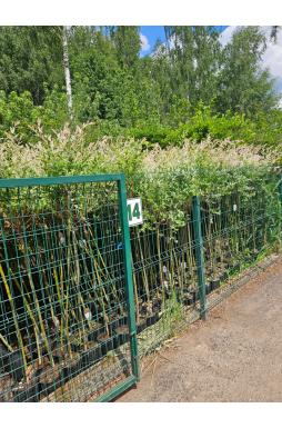Ива цельнолистная Хакуро Нишики на штамбе (Hakuro-Nishiki Pa)