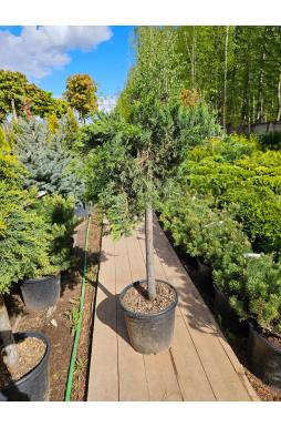 Можжевельник казацкий Тамарисцифолия на штамбе (Tamariscifolia Pa)