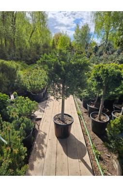 Можжевельник казацкий Тамарисцифолия на штамбе (Tamariscifolia Pa)