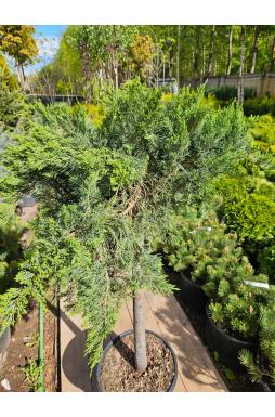 Можжевельник казацкий Тамарисцифолия на штамбе (Tamariscifolia Pa)