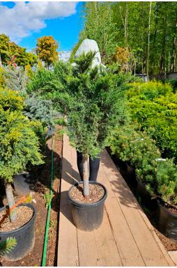 Можжевельник казацкий Тамарисцифолия на штамбе (Tamariscifolia Pa)