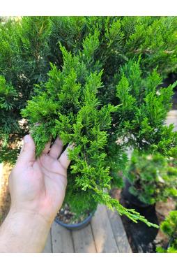 Можжевельник казацкий Тамарисцифолия на штамбе (Tamariscifolia Pa)