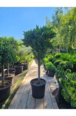 Можжевельник казацкий Тамарисцифолия на штамбе (Tamariscifolia Pa)