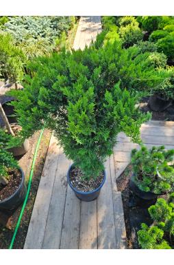 Можжевельник казацкий Тамарисцифолия на штамбе (Tamariscifolia Pa)