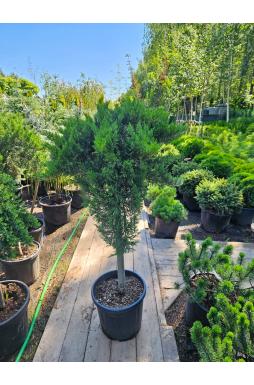 Можжевельник казацкий Тамарисцифолия на штамбе (Tamariscifolia Pa)