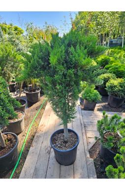 Можжевельник казацкий Тамарисцифолия на штамбе (Tamariscifolia Pa)