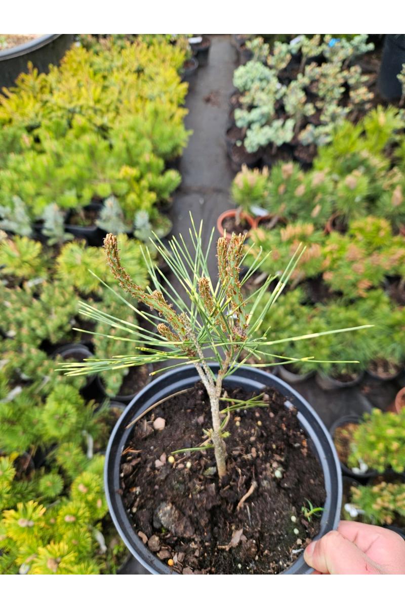 Сосна густоцветная Окулус Драконис (Oculus Draconis) Сосна густоцветная Окулус Драконис (Oculus Draconis)