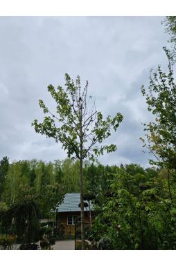 Клен Фримана