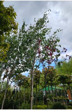 Береза полезная (Utilis)