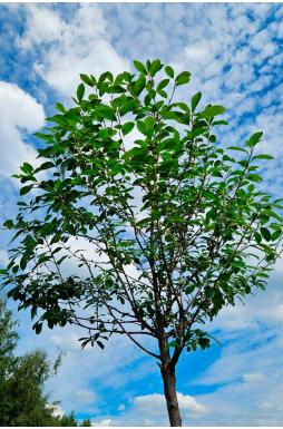 Вишня шаровидная Умбракулифера (Umbraculifera)