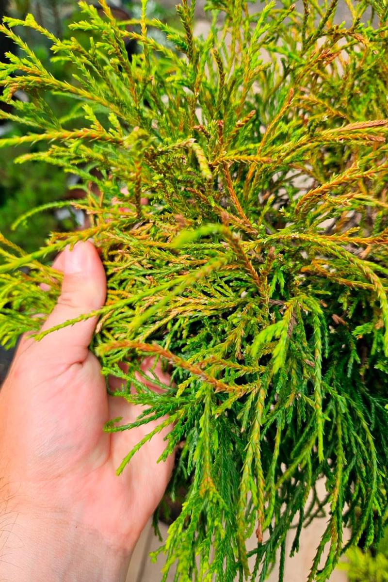 Кипарисовик горохоплодный Санголд на штамбе (Sungold Pa) Кипарисовик горохоплодный Санголд на штамбе (Sungold Pa)