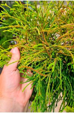 Кипарисовик горохоплодный Санголд на штамбе (Sungold Pa)