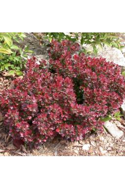 Барбарис тунберга Атропурпуреа Нана (Atropurpurea Nana)