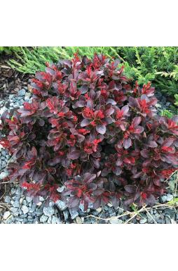 Барбарис тунберга Атропурпуреа Нана (Atropurpurea Nana)
