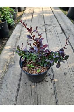 Барбарис тунберга Атропурпуреа Нана (Atropurpurea Nana)