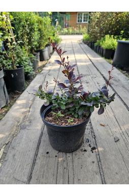 Барбарис тунберга Атропурпуреа Нана (Atropurpurea Nana)
