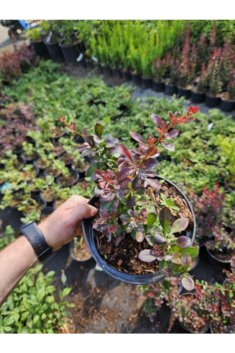 Барбарис тунберга Атропурпуреа Нана (Atropurpurea Nana)