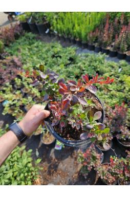 Барбарис тунберга Атропурпуреа Нана (Atropurpurea Nana)