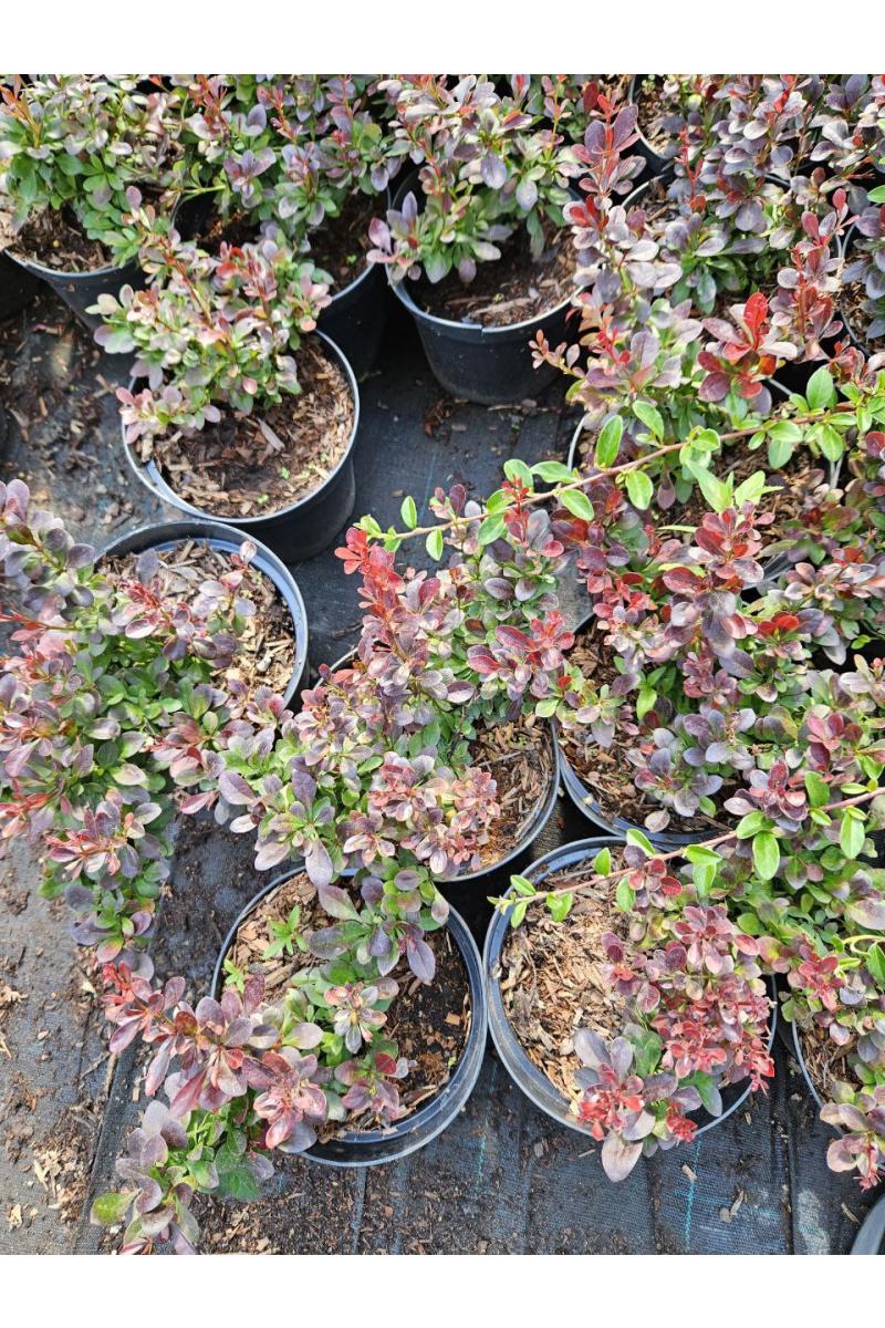 Барбарис тунберга Атропурпуреа Нана (Atropurpurea Nana)