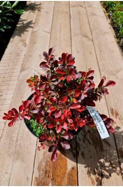 Барбарис тунберга Атропурпуреа Нана (Atropurpurea Nana)