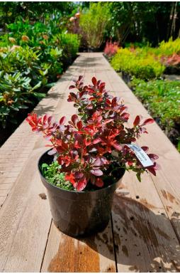Барбарис тунберга Атропурпуреа Нана (Atropurpurea Nana)