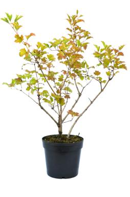 Калина обыкновенная Компактум (Compactum)