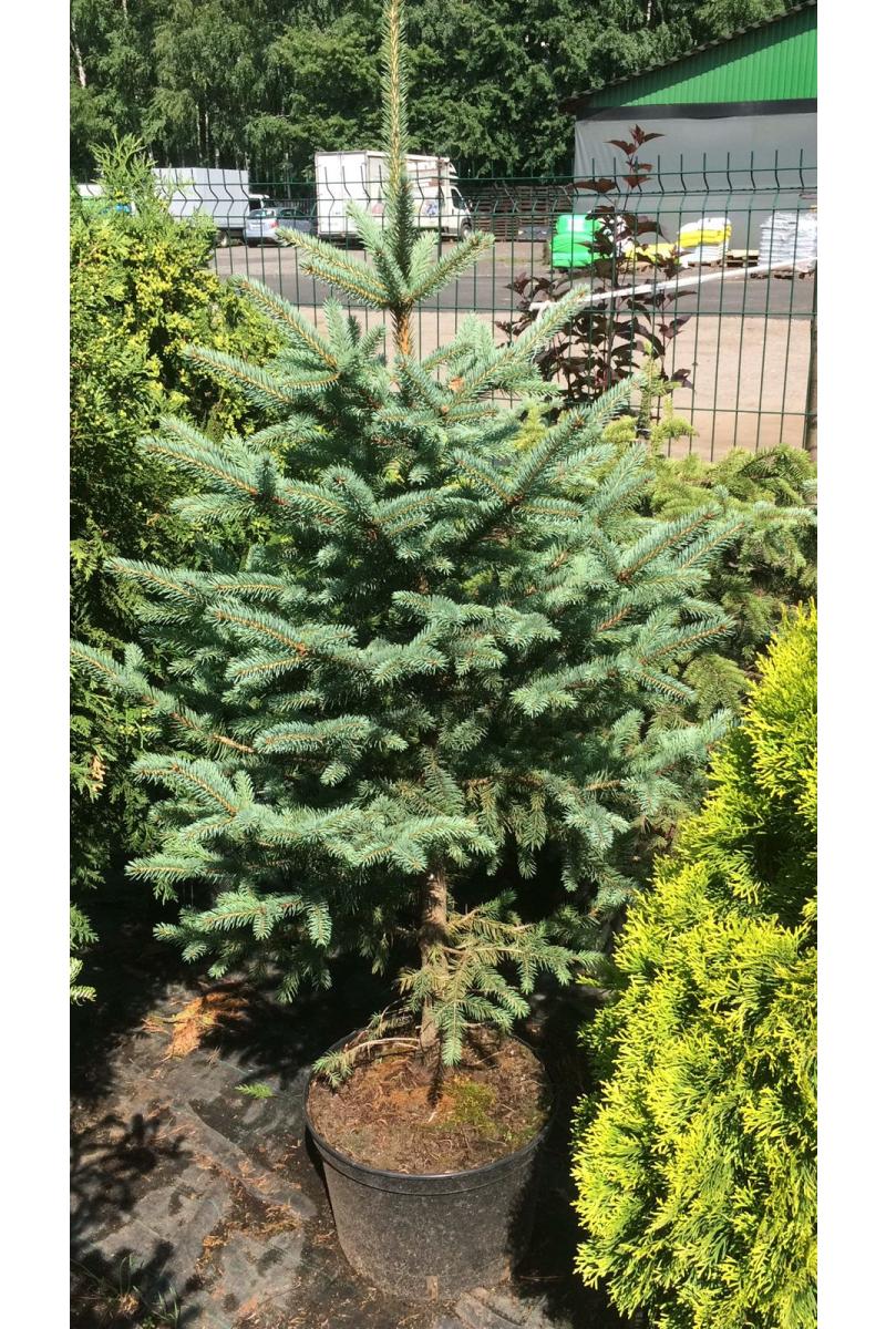 Ель колючая Глаука (Glauca) Ель колючая Глаука (Glauca)