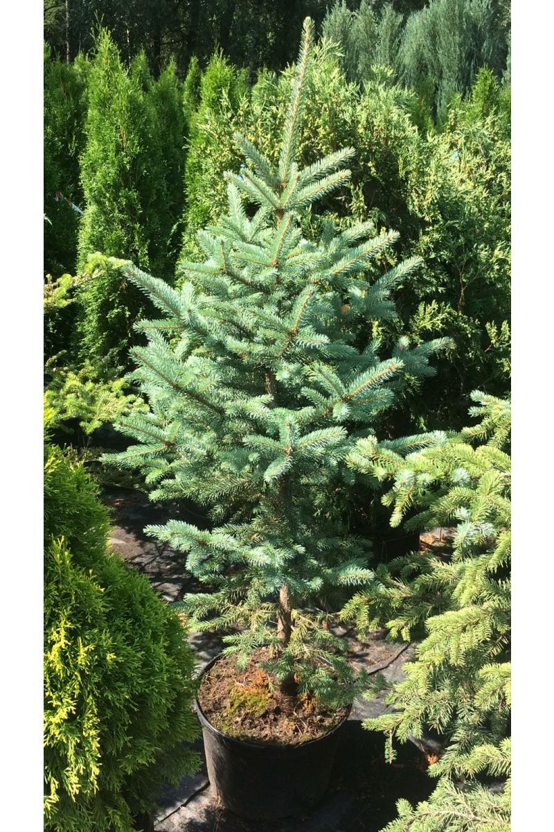 Ель колючая Глаука (Glauca) Ель колючая Глаука (Glauca)