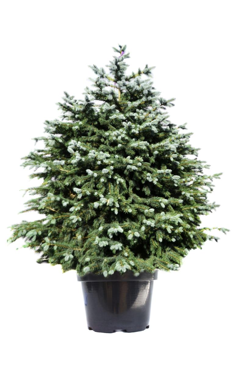 Ель колючая Глаука (Glauca)