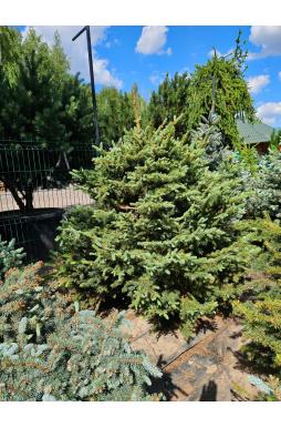 Ель колючая Глаука (Glauca)