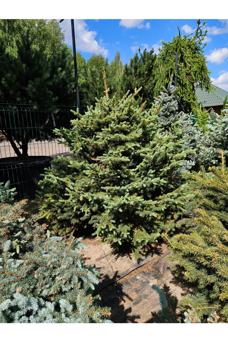 Ель колючая Глаука (Glauca) Ель колючая Глаука (Glauca)