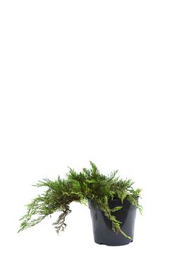 Можжевельник казацкий Тамарисцифолия (Tamariscifolia)