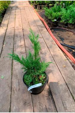 Можжевельник казацкий Тамарисцифолия (Tamariscifolia)