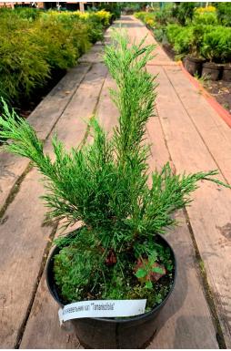 Можжевельник казацкий Тамарисцифолия (Tamariscifolia)