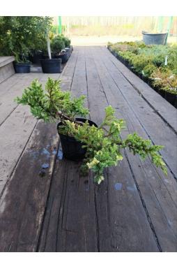 Можжевельник китайский Экспанса Вариегата (Expansa variegata)