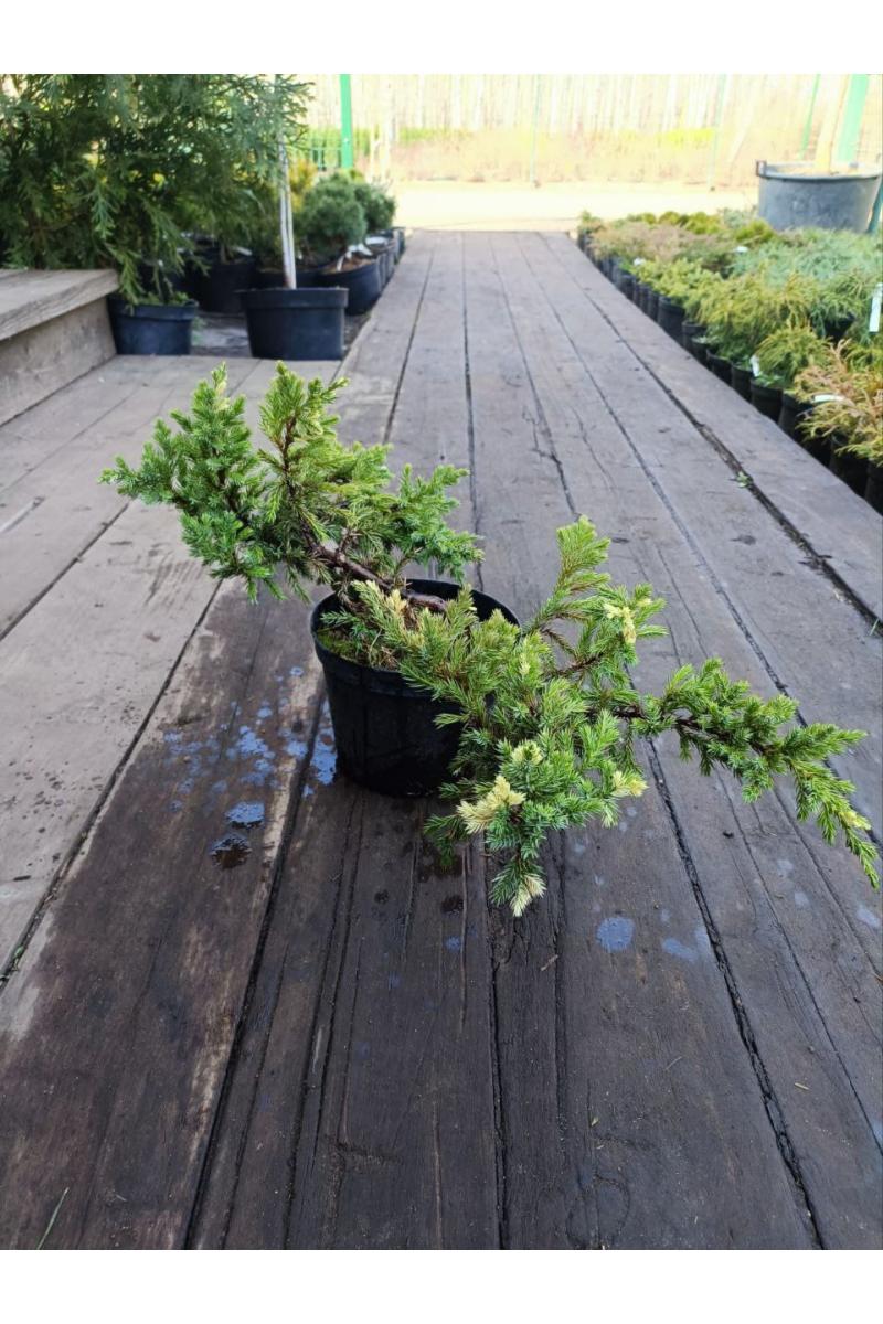 Можжевельник китайский Экспанса Вариегата (Expansa variegata)