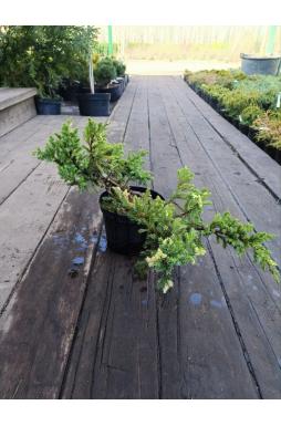 Можжевельник китайский Экспанса Вариегата (Expansa variegata)