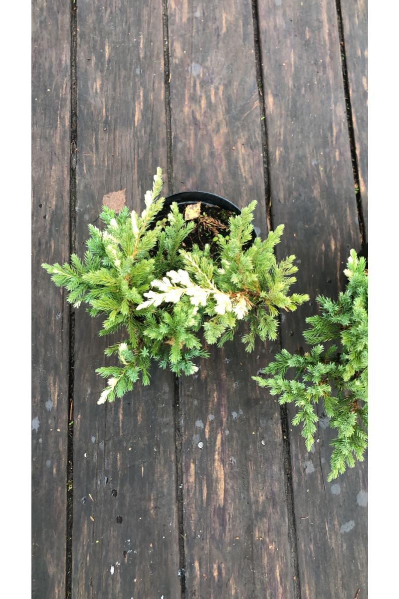 Можжевельник китайский Экспанса Вариегата (Expansa variegata)
