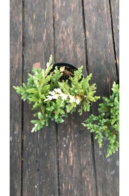 Можжевельник китайский Экспанса Вариегата (Expansa variegata)