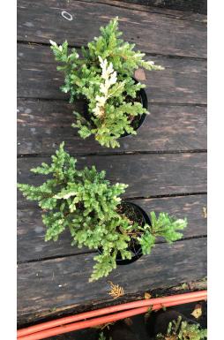 Можжевельник китайский Экспанса Вариегата (Expansa variegata)
