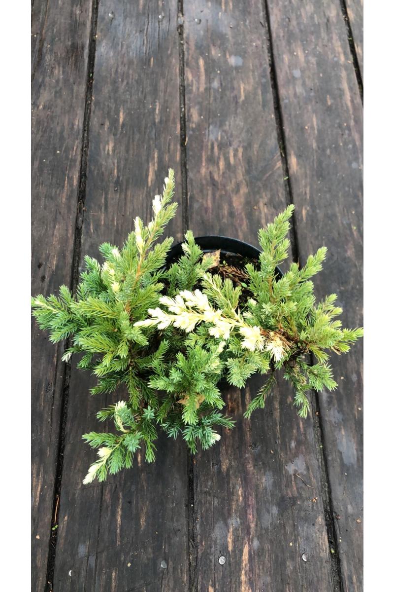 Можжевельник китайский Экспанса Вариегата (Expansa variegata)