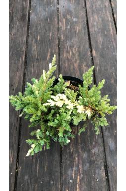 Можжевельник китайский Экспанса Вариегата (Expansa variegata)