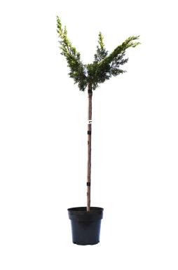 Можжевельник китайский Плюмоза Ауреа (Plumosa aurea Pa)