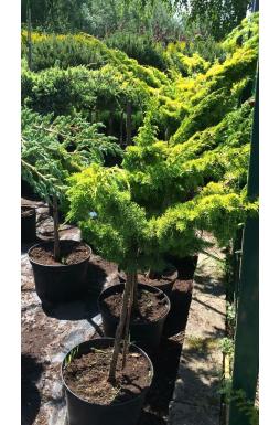 Можжевельник китайский Плюмоза Ауреа (Plumosa aurea Pa)