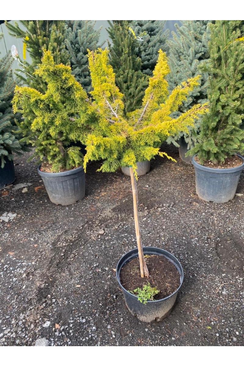 Можжевельник китайский Плюмоза Ауреа (Plumosa aurea Pa)