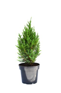 Можжевельник китайский Стрикта (Stricta)