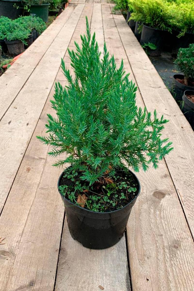 Можжевельник китайский Стрикта (Stricta) Можжевельник китайский Стрикта (Stricta)