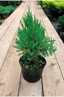 Можжевельник китайский Стрикта (Stricta)