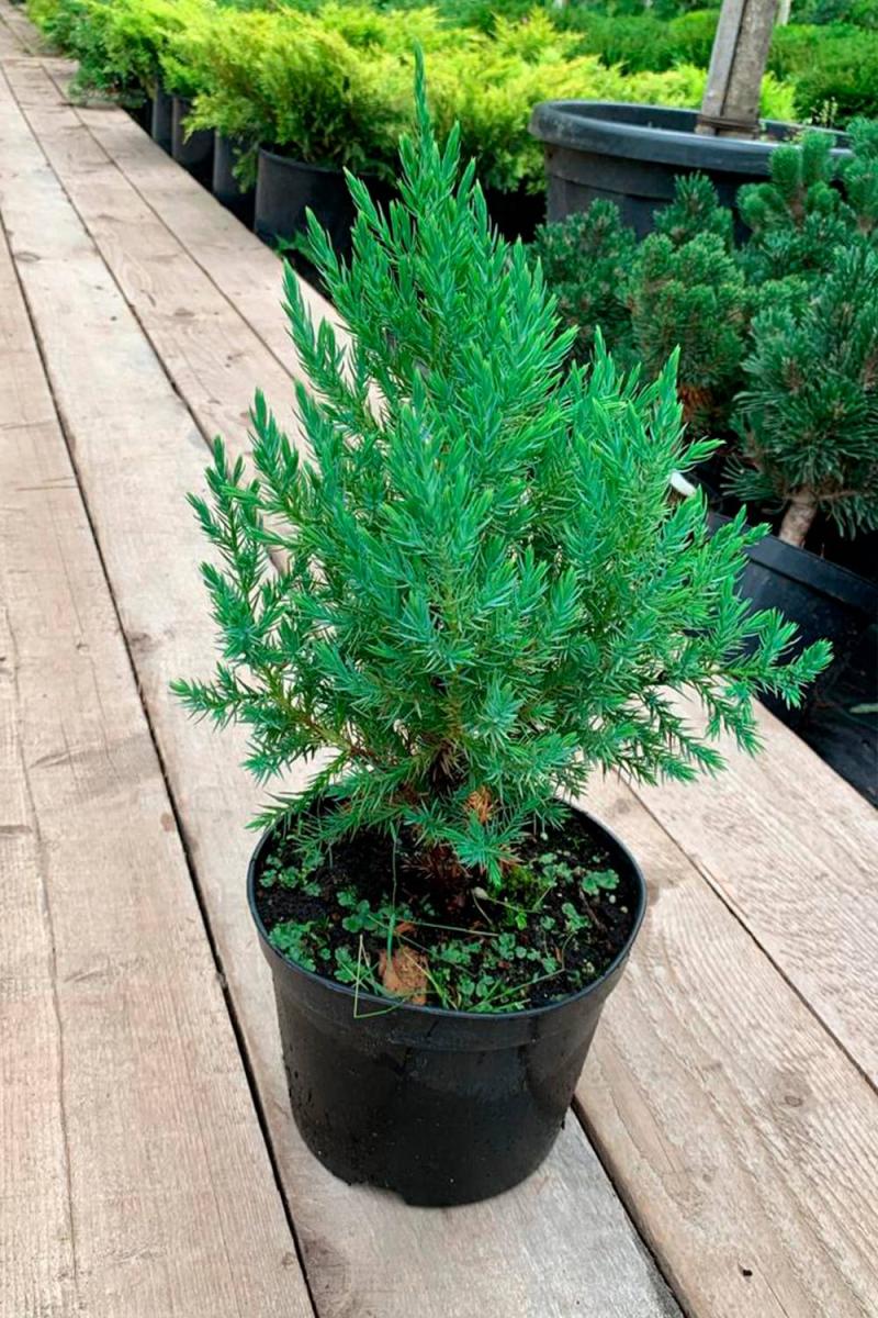 Можжевельник китайский Стрикта (Stricta) Можжевельник китайский Стрикта (Stricta)