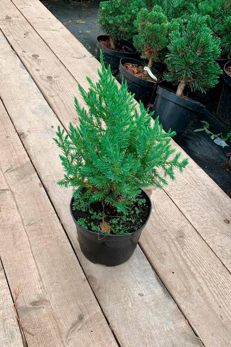 Можжевельник китайский Стрикта (Stricta) Можжевельник китайский Стрикта (Stricta)